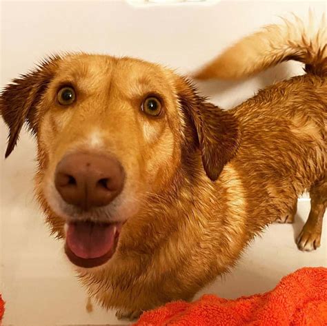 Corgidor: Is the Corgi Lab mix a good dog? - K9 Web