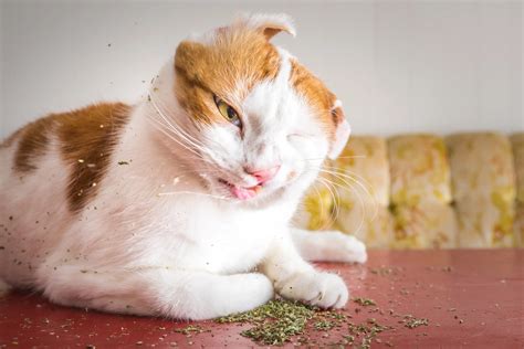 Catnip – a Drug for Cats?