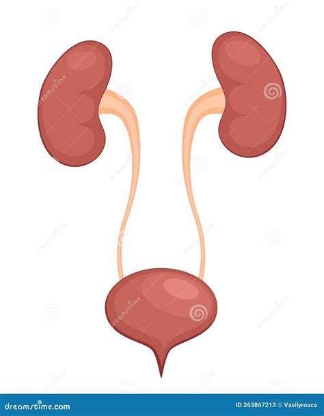Kidney Ureter Bladder Anatomy