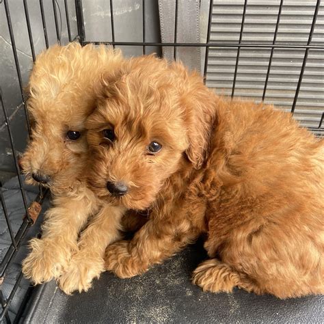 Dog for adoption - Adoption Event Petsmart Wayne 8/3 at 12:30, a ...