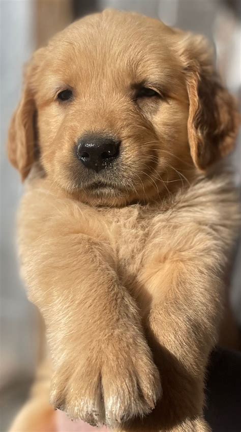 Michael GALLI - Golden Retriever Puppies for Sale in Valdosta, GA | AKC ...