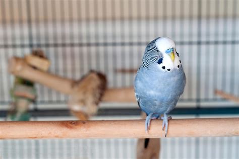 How Much Do Parakeets Cost? (2026)