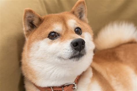Could Dogecoin Reach $1 in 2025? | The Motley Fool