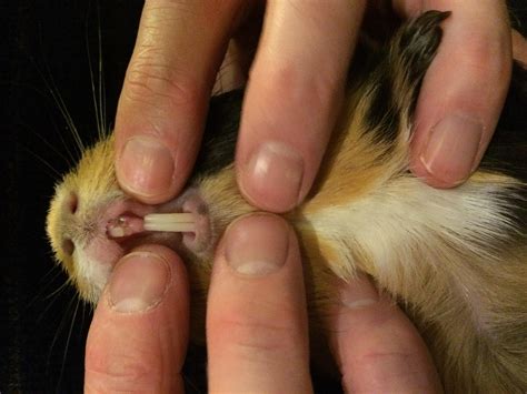 My Guinea Pig's Teeth Broke: What to Do & Will He Be Okay? | Petco