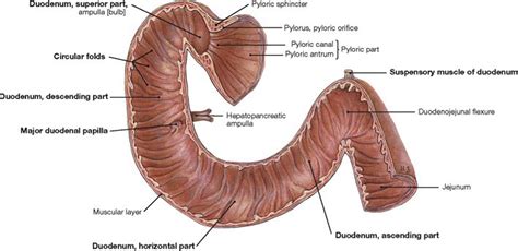 Massive Gastrointestinal Hemorrhage - Emergency Medicine Clinics