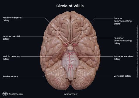 Anterior cerebral artery | Anatomy.app