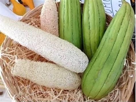 Luffa cylindrica / Luffa aegyptiaca / Cucurbita luffa / Momordica ...
