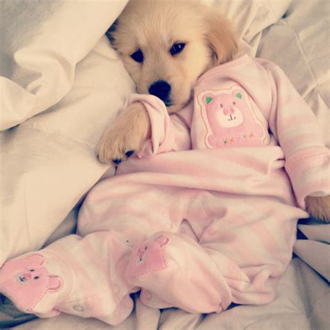 Golden Retriever Puppies In Pajamas