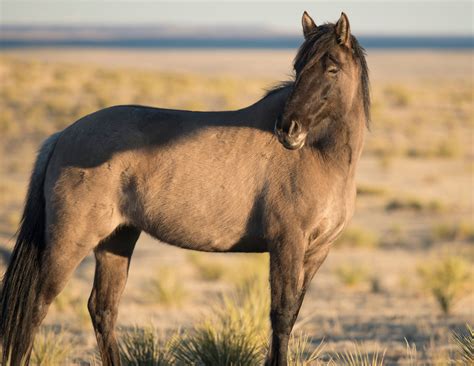 Horse Color Grulla