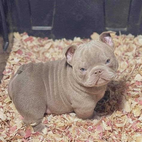 American bully micro bully exotic pocket extreme – Artofit