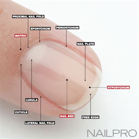 Nail Anatomy: A Professional Primer on the Parts of the Nail