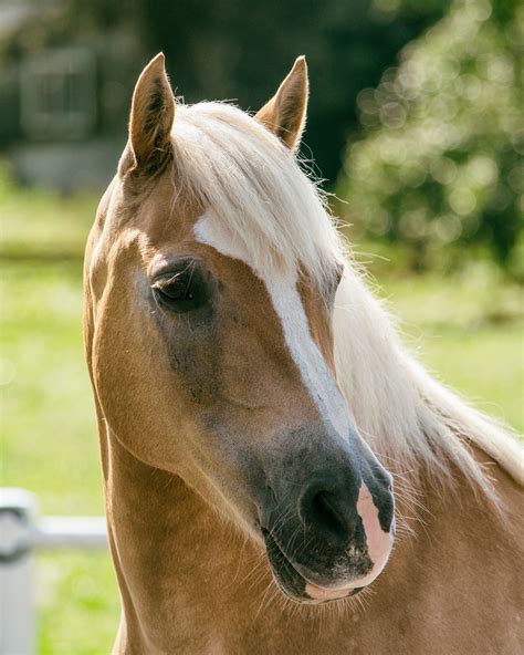 40 Disney Horse Movies List For Kids To Watch | Sarah Scoop