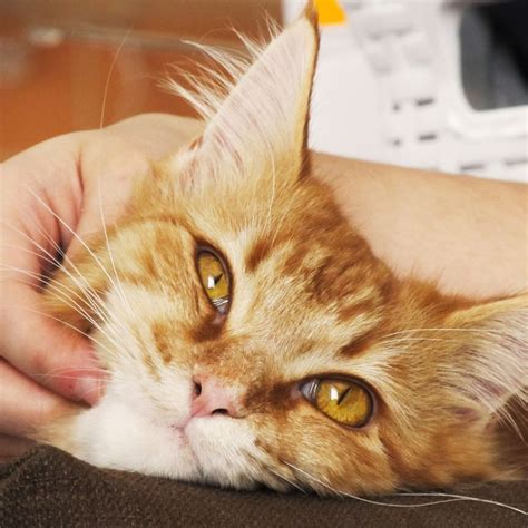 New Cat Sitter? How to Know Your Pet Sitter Loves Cats (And Vice Versa)