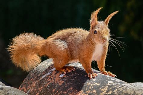 Small Wildlife - Bryce Canyon Country - Bryce Canyon Country