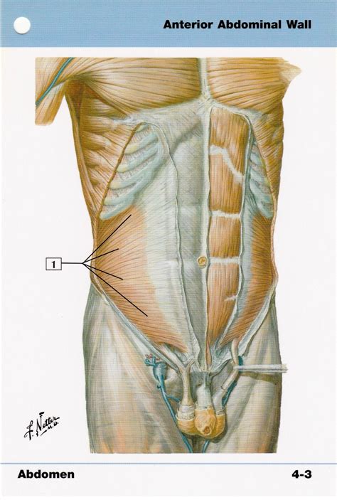 Anterior Abdominal Wall Anatomy Flash Card by Frank H. Netter to Frame ...