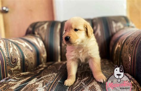 Criadero De Perros Golden Retriever ★| El Mejor Precio Medellín