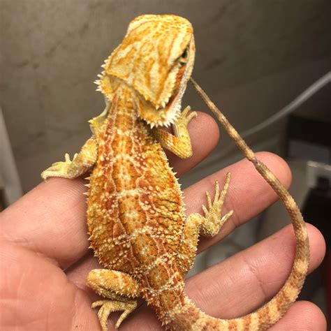 Orange/Yellow Citrus Hypo Bearded Dragon Central Bearded Dragon by Exo ...