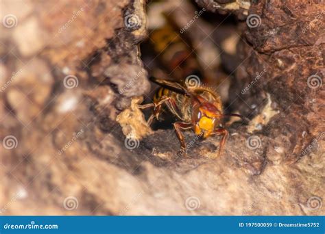 European Hornets Defend the Entry of Their Hornets Nest Against ...