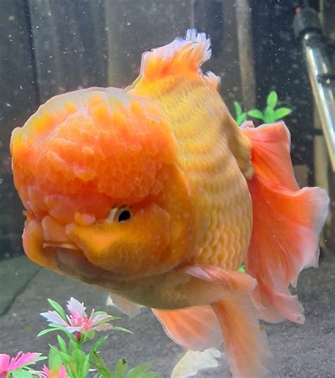 predicament with the aquarium hierarchy : r/Goldfish