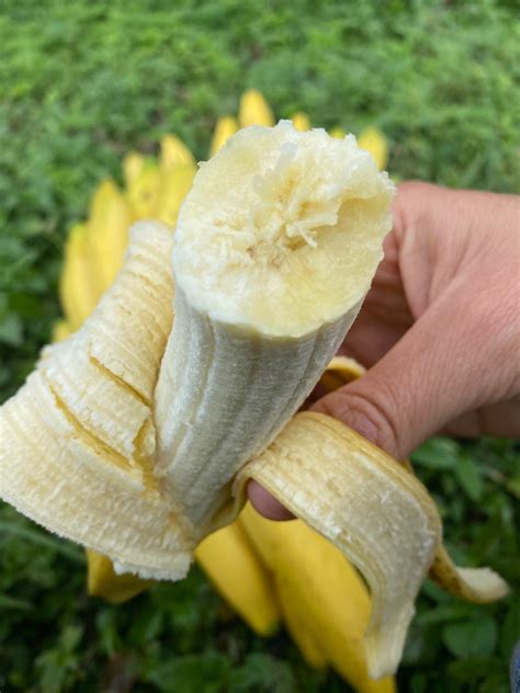 Gros Michel Banana (Big Mike) – Miami Fruit