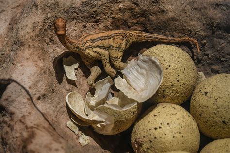 Nest Of Dinosaur Eggs