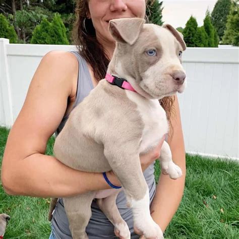 Lilac XL Bully Puppies: The Ultimate Guide To Rare Bullies