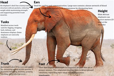 The anatomy of the African elephant - Tsavo Trust