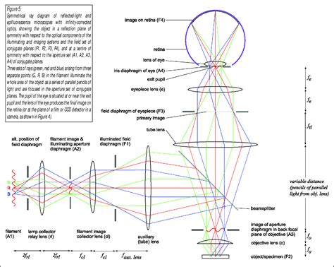 Figure 5 from Symmetrical Ray Diagrams of the Optical Pathways in Light ...