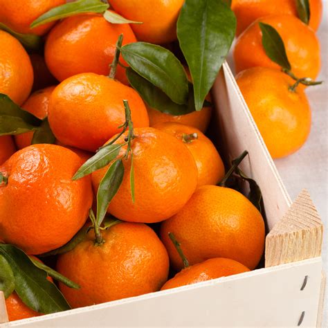 What Is Satsumas Fruit at Isabelle Bloch blog