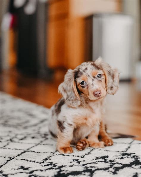 Long haired dapple dachshund | All Dachshund