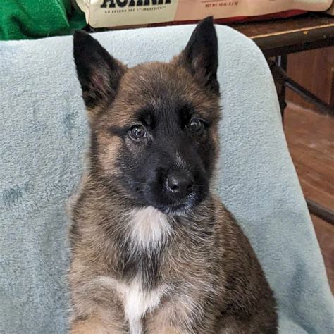 Helotes Humane Society | Meet Donuts, our sweet Shepherd mix puppy with ...