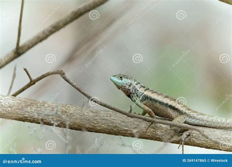 Shallow Focus of a Florida Scrub Lizard Reptile on Tree Branch in the ...