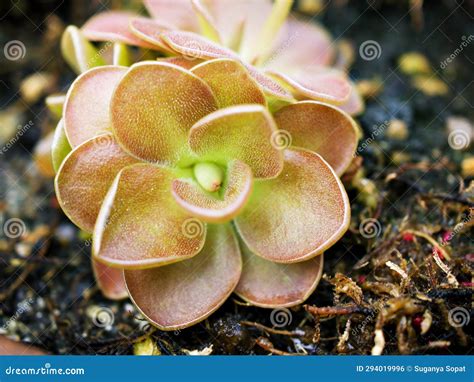 Closeup Succulent Plant Purple Flower Pinguicula Moranensis Debbertiana ...