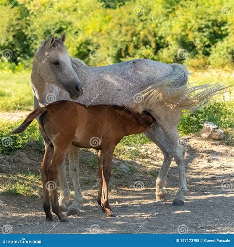 A foal sucking stock photo. Image of riding, provence - 197172708