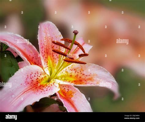 Lilies (Lilium 'Star Gazer') Bloedel Conservatory. Vancouver, BC Stock ...