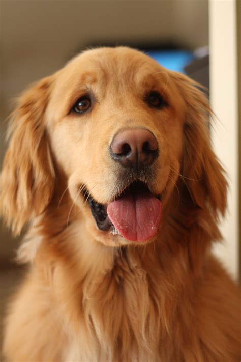 Is Golden Retriever A Good Family Dog