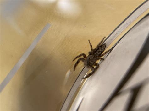 What kind of spider is this? Found in Kansas City, Kansas. We've had a ...