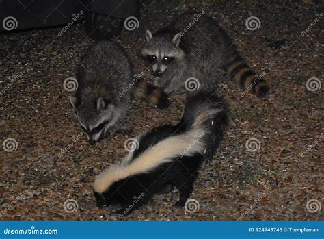 Two Raccoons and a Striped Skunk Stock Image - Image of tail, unwanted ...