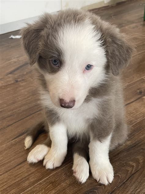 Border Collie - Tanah Merah QLD - PetsForHomes