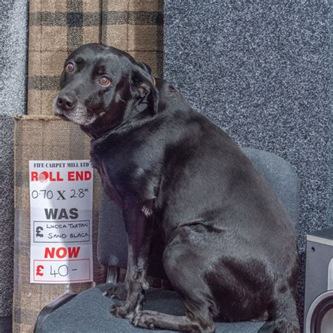 Home | Fife Carpet Mill