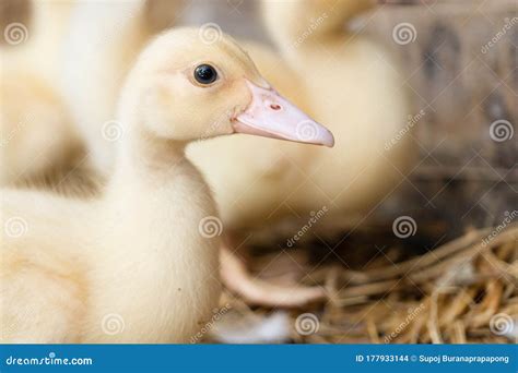 Group of Yellow Lovely Ducklings in a Farm.Baby Ducks are Called ...
