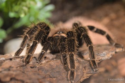 Animals | Cincinnati Zoo