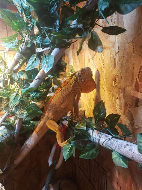 I just wanna pick your shed!! : r/iguanas