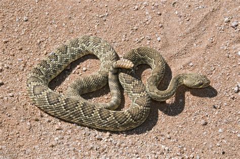 Young Timber Rattlesnake Outside Its Den Crotalus