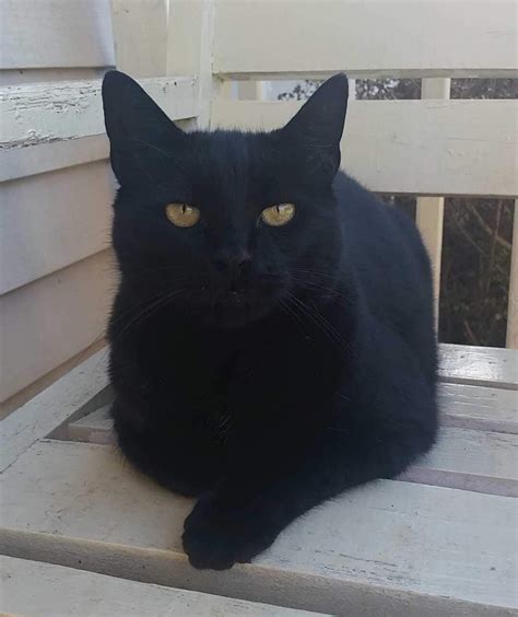 Old Man Jack, a 22 year old Semi-Feral in his younger years. (approx 12 ...