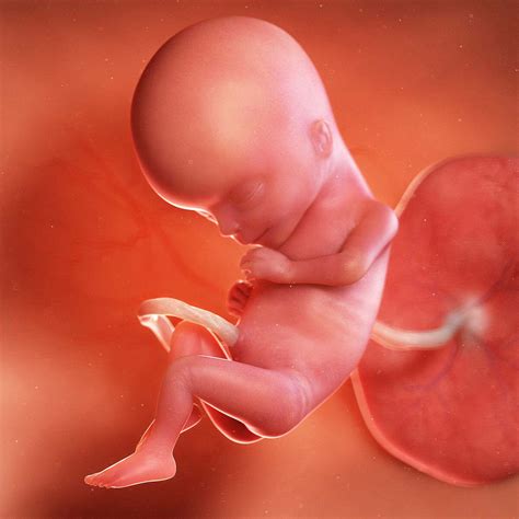 Human Embryo 3 Weeks