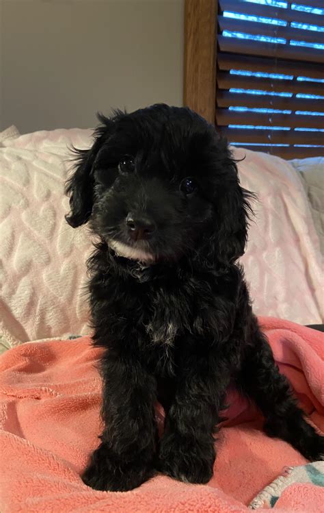 Buffalo Pug & Small Breed Rescue, Inc.