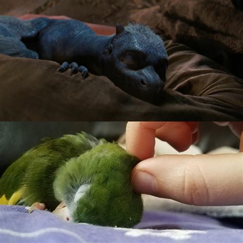 Beware the ferocious baby dragons. Both have feathered wings in common ...