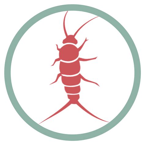 What Silverfish Eat & Why They Damage Clothes