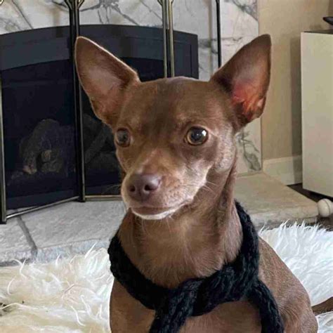 25+ Rare Chihuahua Colors: Which Type is Right for You?